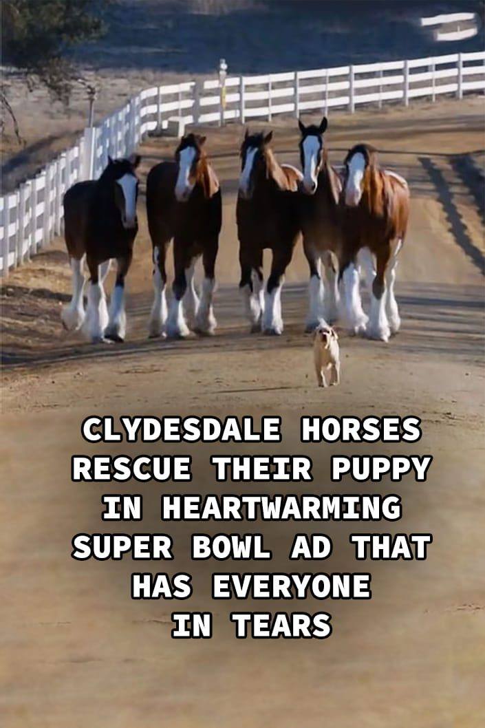 (VIDEO)Clydesdale Horses Rescue, Their Puppy in Heartwarming Super Bowl Ad That Has Everyone in Tears..